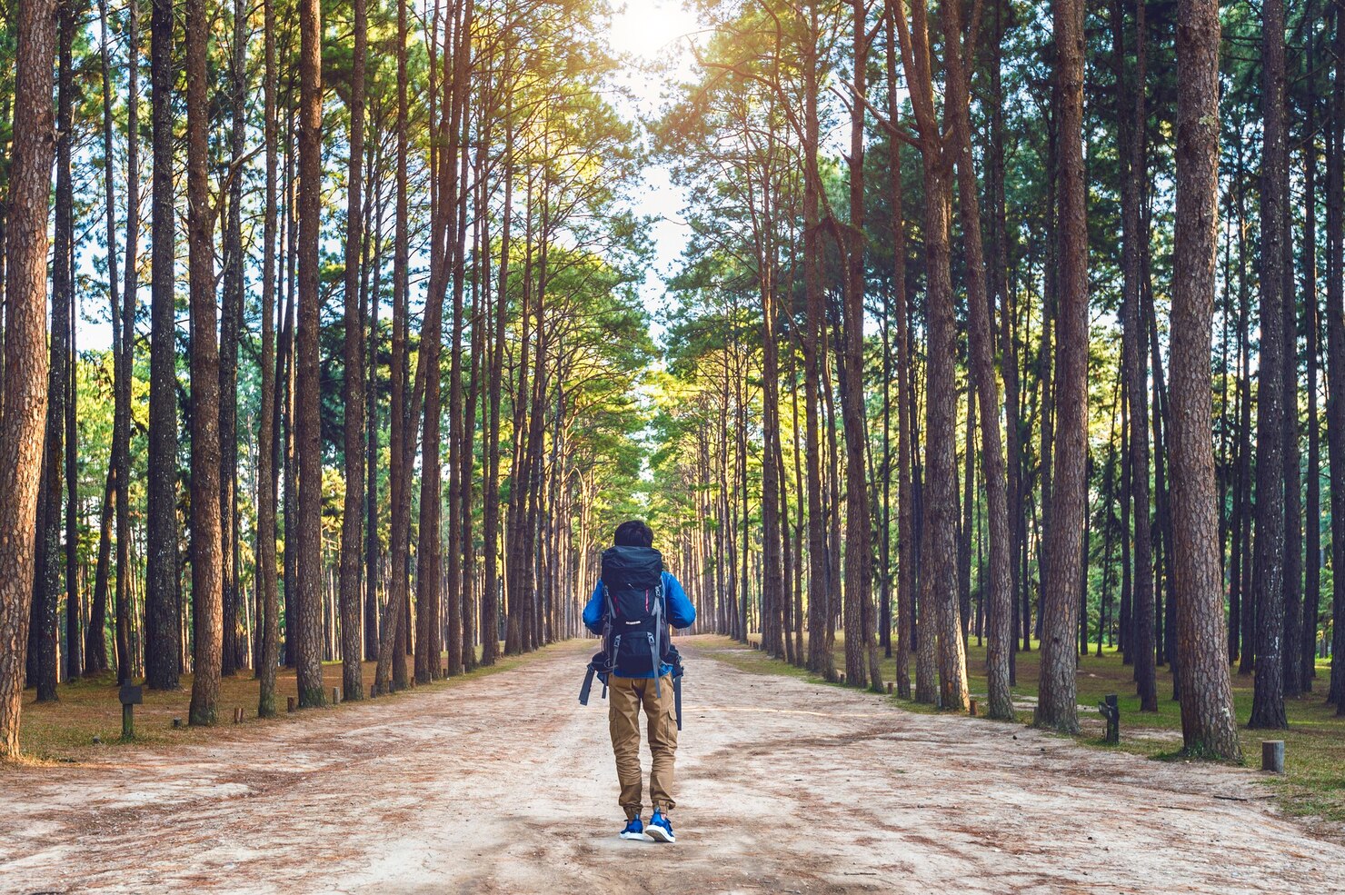 Caminando por el bosque